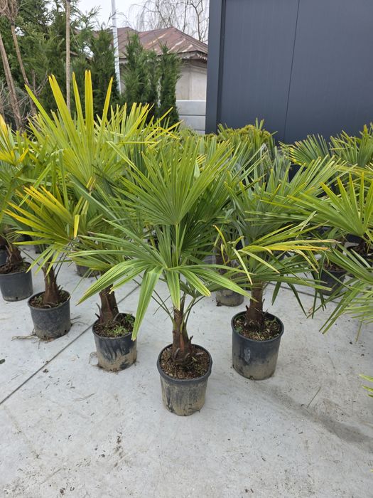 Plante ornamentale la preț de producător, tuia, leylandii, euonymus
