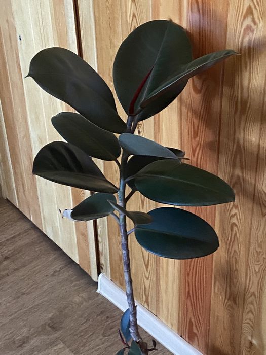 Фикус каучконосный