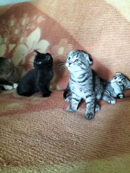 Вислоухие котята