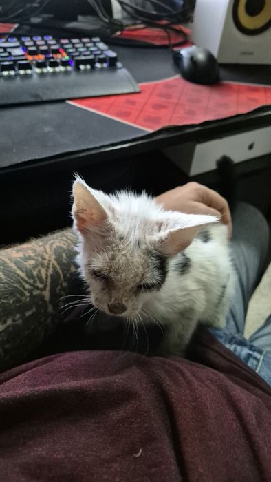 Отдам котенка в хорошие руки