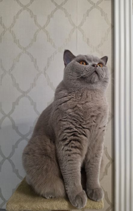 Британский короткошёрстный котик