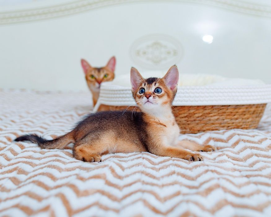 Абиссинские котята