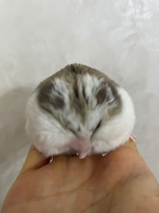 хомяк джунгарский