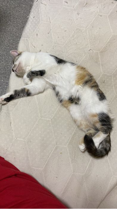 Отдам кошечку в добрые руки