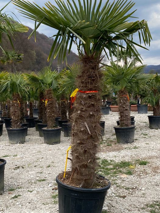 Palmieri Trachycarpus Ornamentali pentru Curți și Grădini Elegante