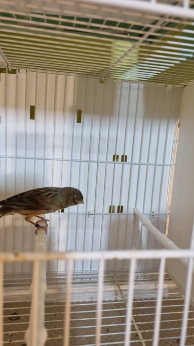 Canari timbrado floreado si alte specii