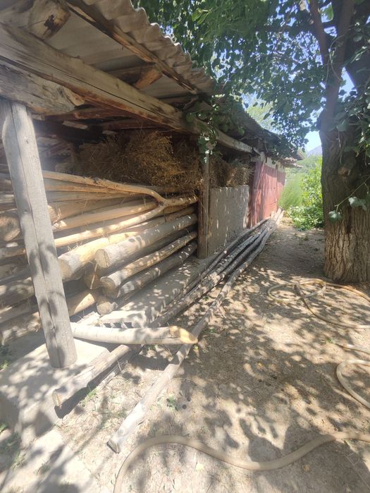 Bolor stra pela terak