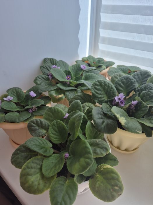 Продам комнатные фиалки