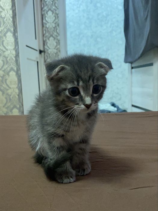 Продам котенка в добрые руки