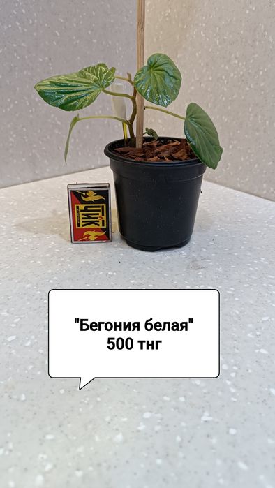 Цветы комнатные в горшках