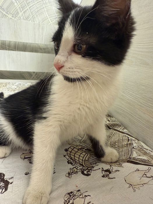 Отдам даром котенка девочка