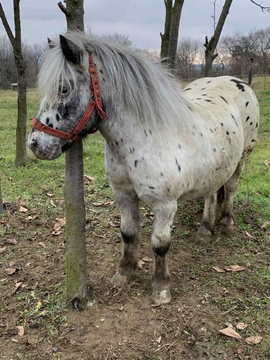 Vand un poneu frumos