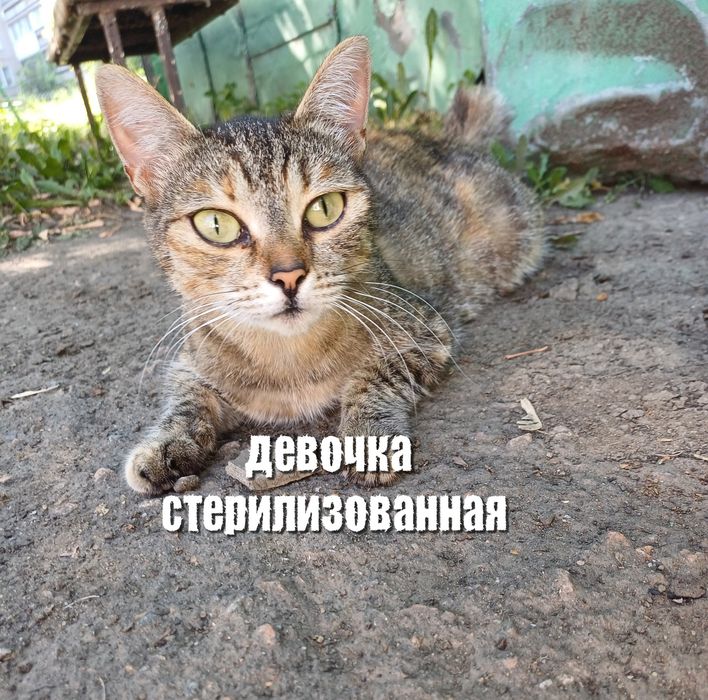 Отдам кошек в добрые руки