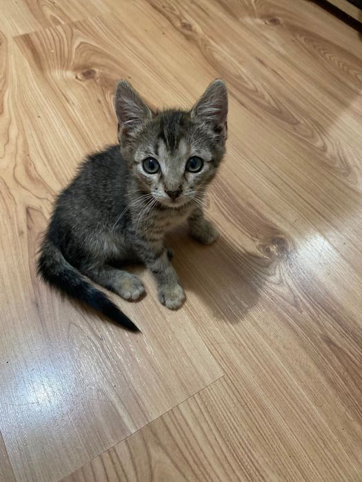 Adopție responsabilă pisicuța 2 luni 1București/ Alexandria