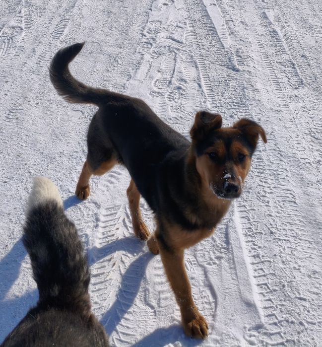 Щенок девочка в добрые руки