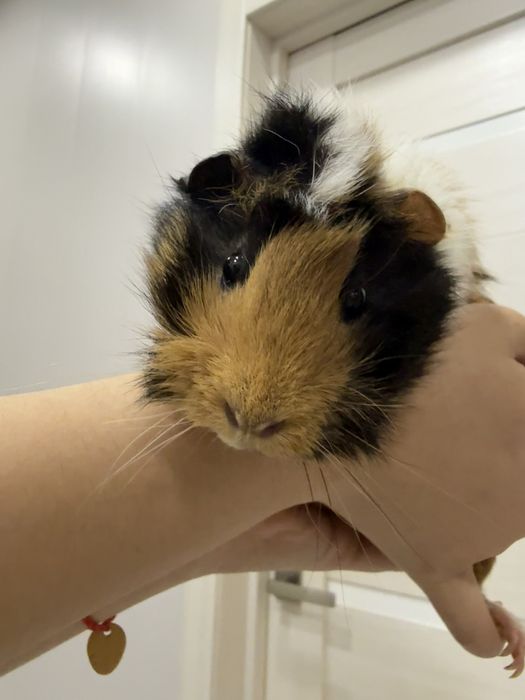 Аббисинская морская свинка