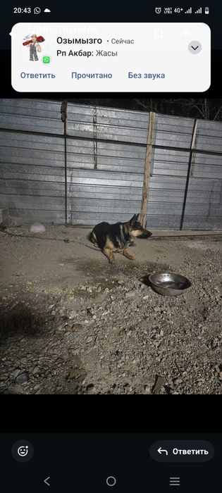 Немецкая овчарка