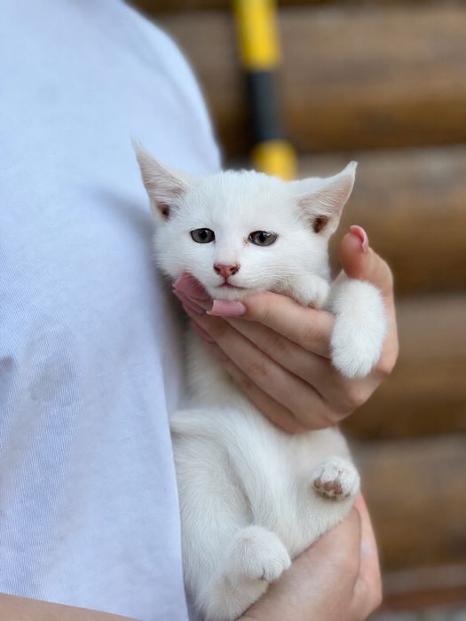 Продам котят в добрые руки !