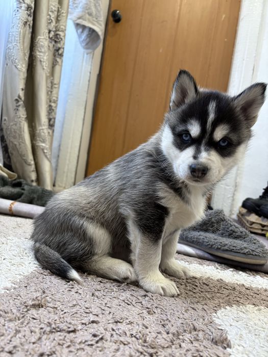 Продам щенка хаски