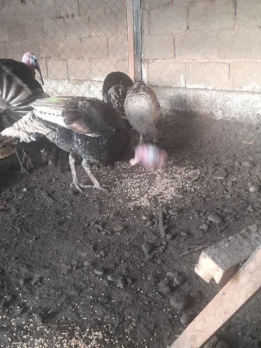 Еркек индюк сатылады