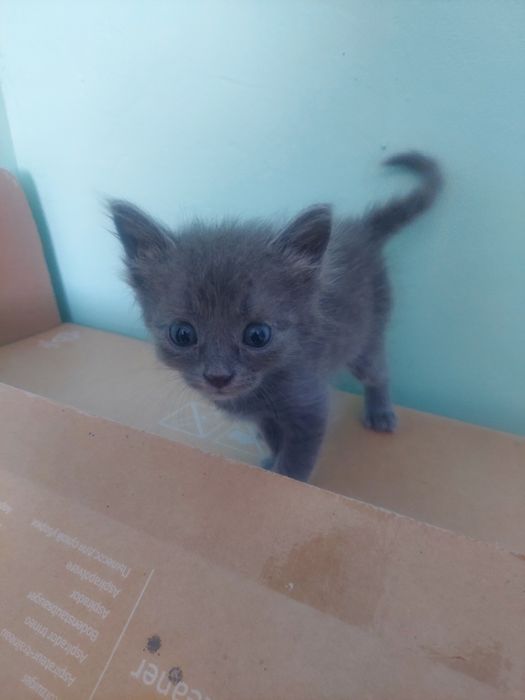 Маргаулар, котенки
