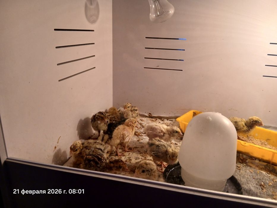 Перепелята.           .