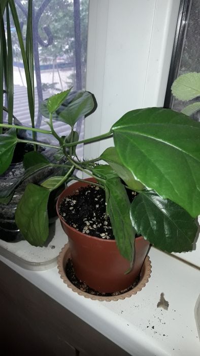 Продажа   не дорого   цветы