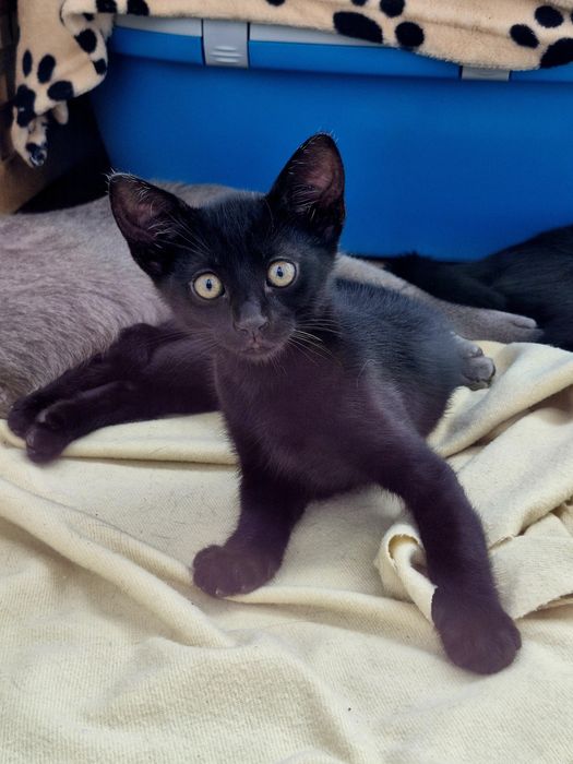 Adoptie pisicute