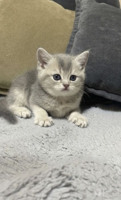 Скоттиш страйт голубое золото