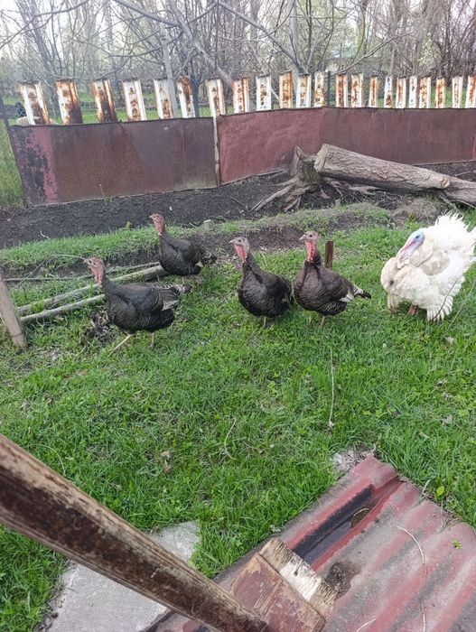 Индюки индюки индюки