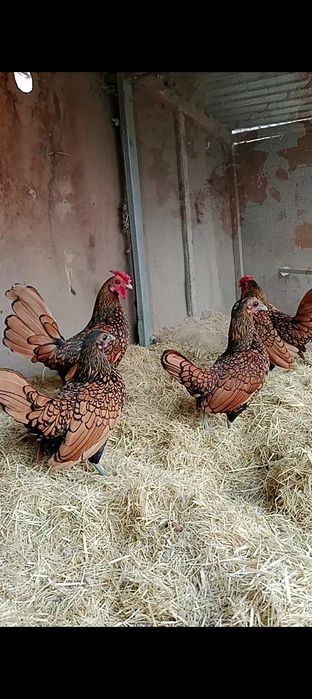 Сибрайт залатойлар сотилади