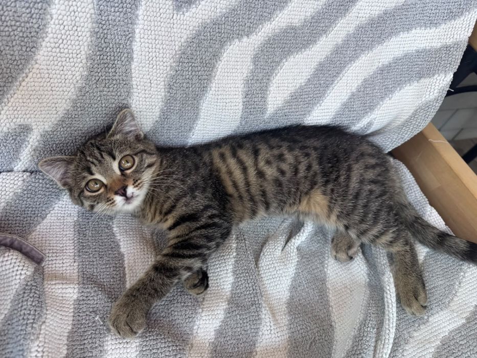 Котик мальчик 3 месяца