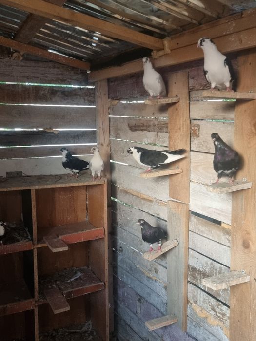 Porumbei gălățeni de joc la proba