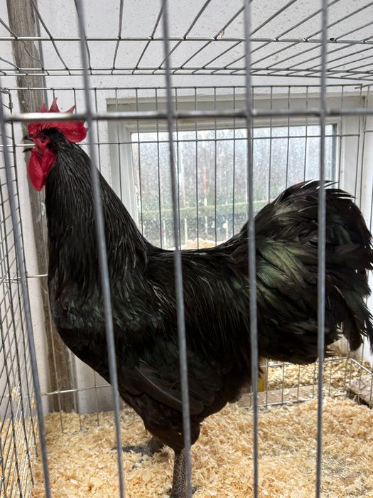 Cocoși Australorp