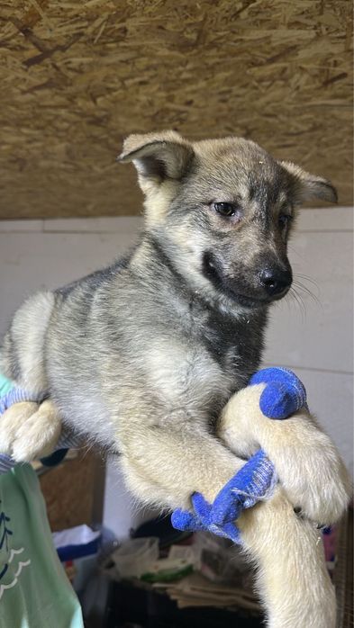 2 парня 3 мес с доставкой