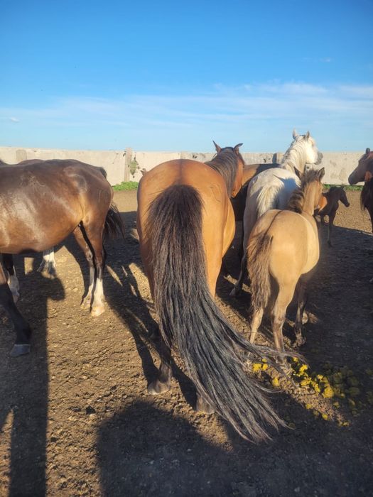 Продам 28 голов лошадей