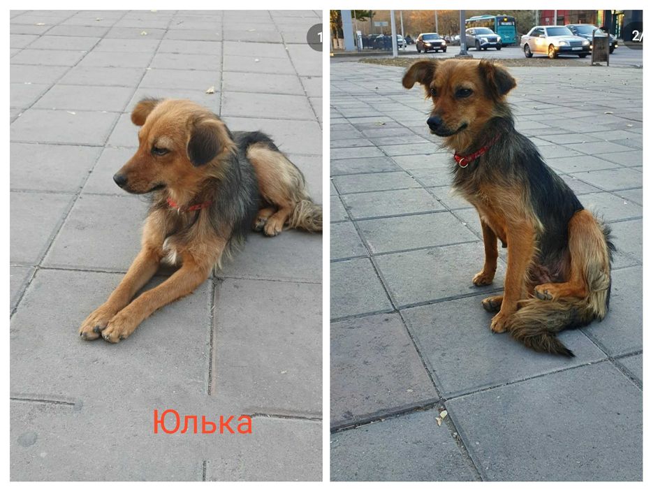 Собачкам нужен дом