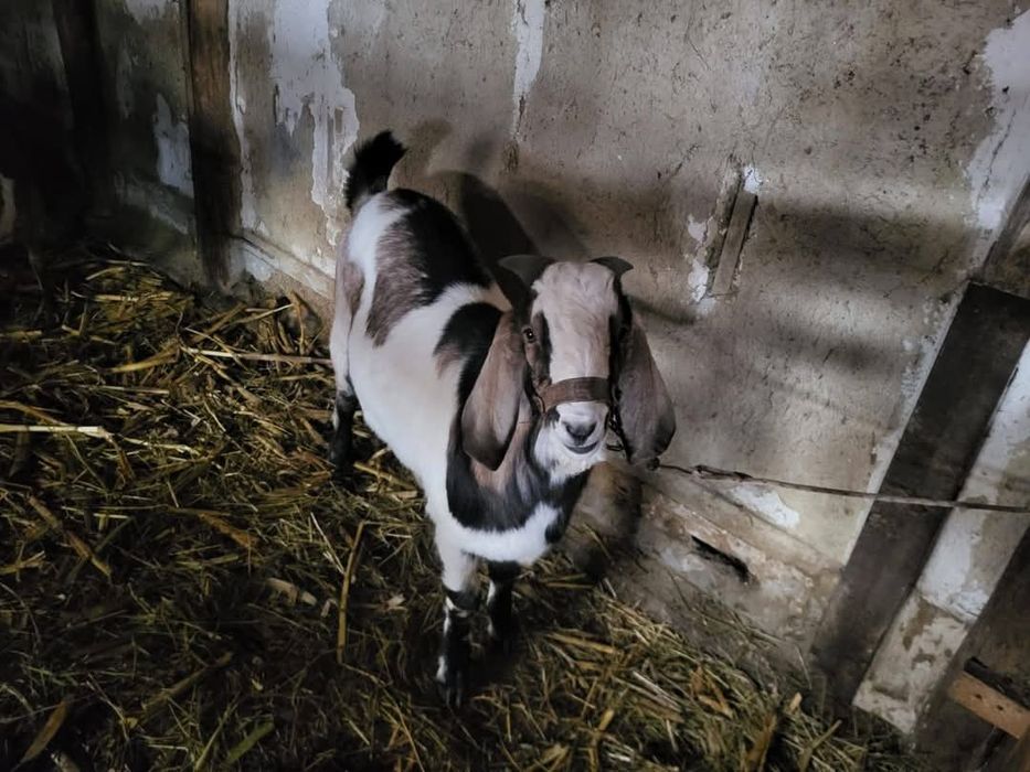 Vând Țap Anglonubian