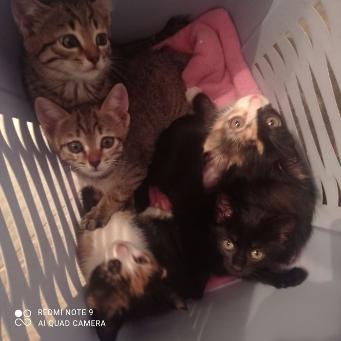 Отдам в хорошие руки