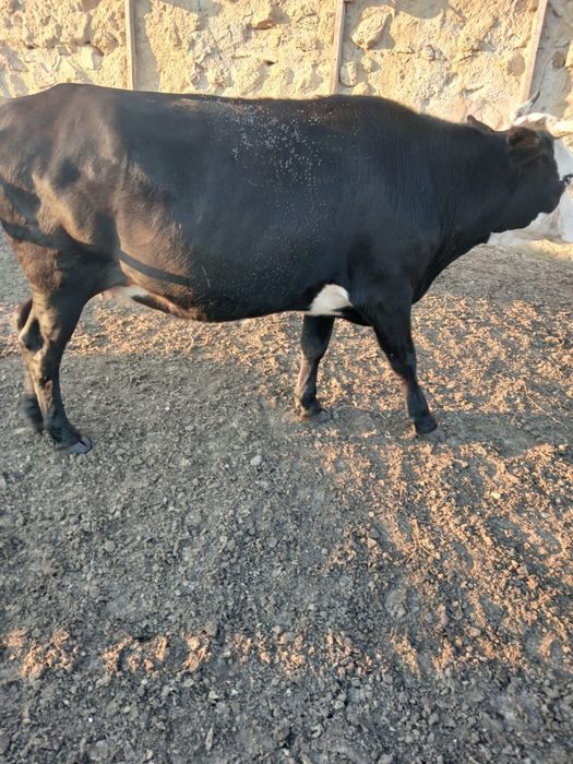 Сиыр сатылады/ Продам корову
