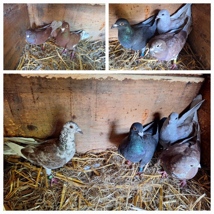 Vând porumbei voiajori