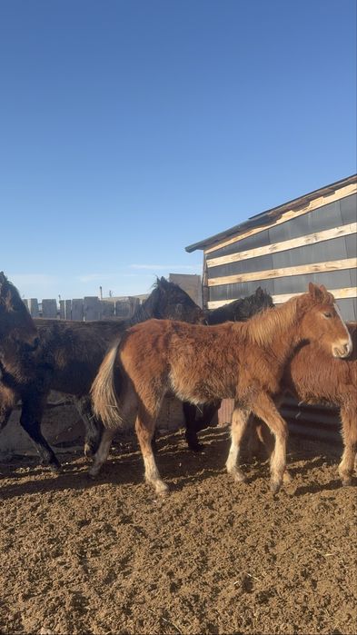 Продам жеребят 4 жеребчика 1 кобылка