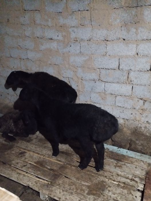 Қой қошқар қошқар