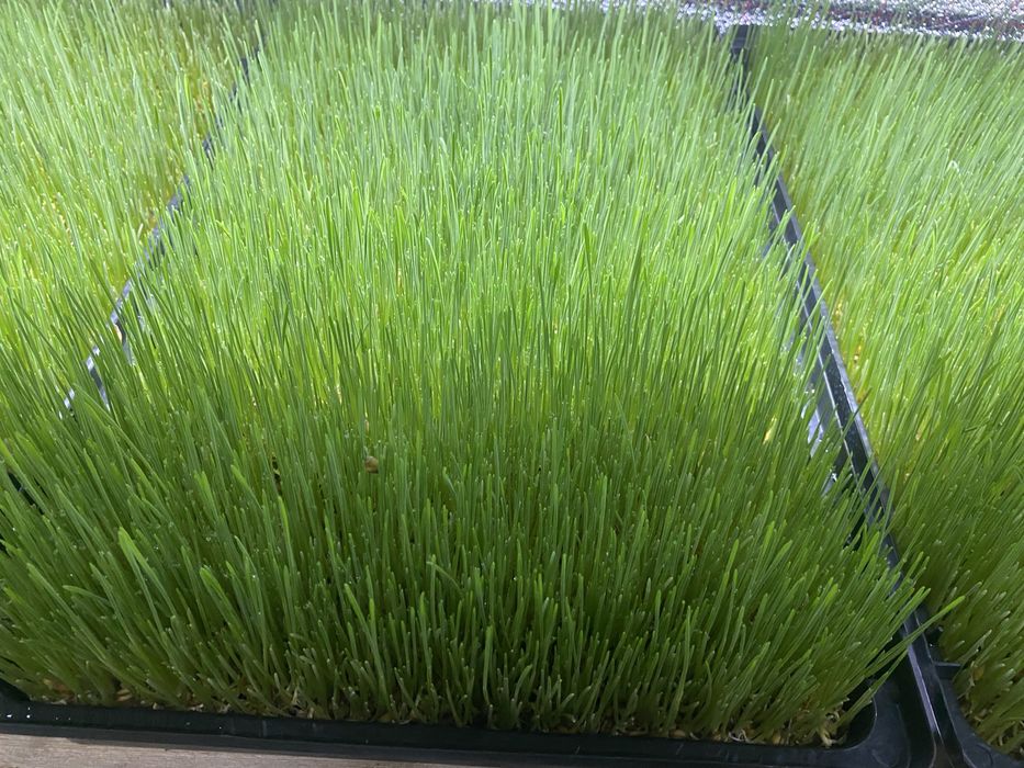 Поднос для гидроплника