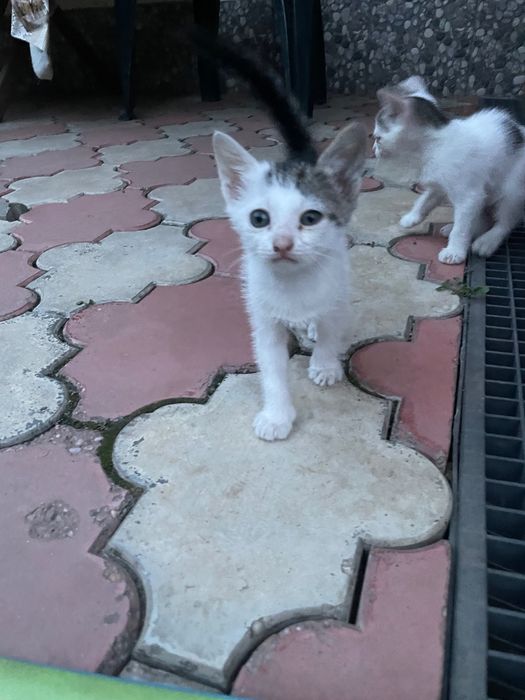 Pisici pentru adopție