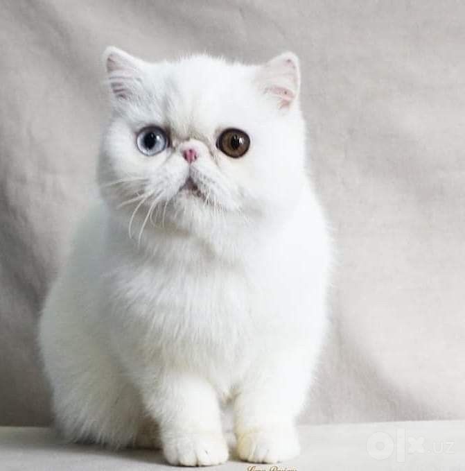 Котик экзот вязка