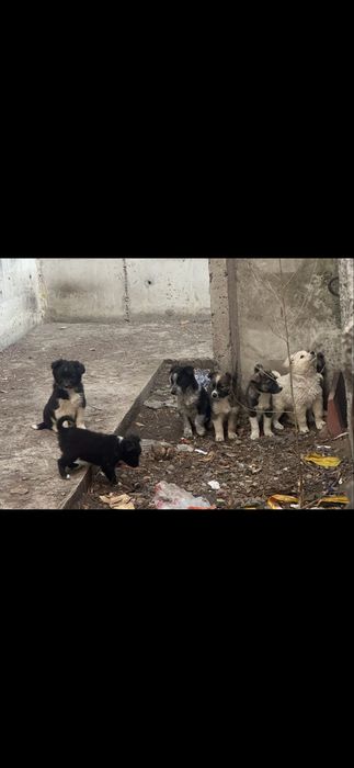 Щенки дворняжки.