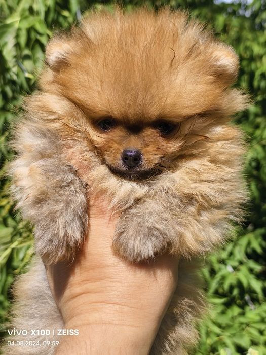 Продам щенков шпица.