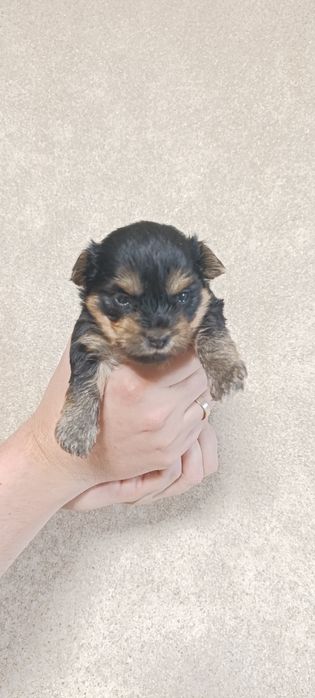 Йоркширский терьер