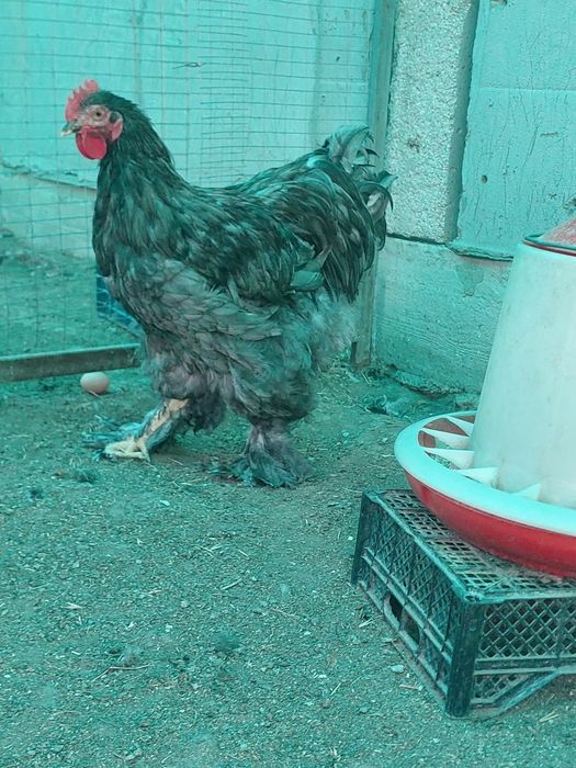 Продам петухов кохинхина